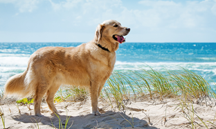 ¿Cómo mantener a tu mascota en un peso saludable y porqué hacerlo?